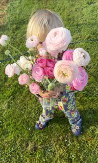 Image 7 of Ranunculus Corm - Specialty Cut Flower Varieties 