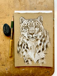 Image 2 of ORIGINAL - Snow Leopard