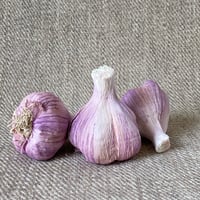 Image 1 of Purple Stripe Hardneck Garlic