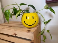 Image 1 of Golden Pothos in Yellow Smiley Pot
