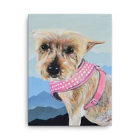 Image 2 of Blue Mountains Yorkie