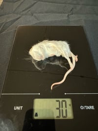 Image 2 of Large Mouse