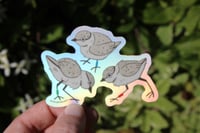Image 3 of Piping Plover Chicks Holo 3” Sticker