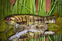 Full Size Floater 3pc - “Smallmouth”