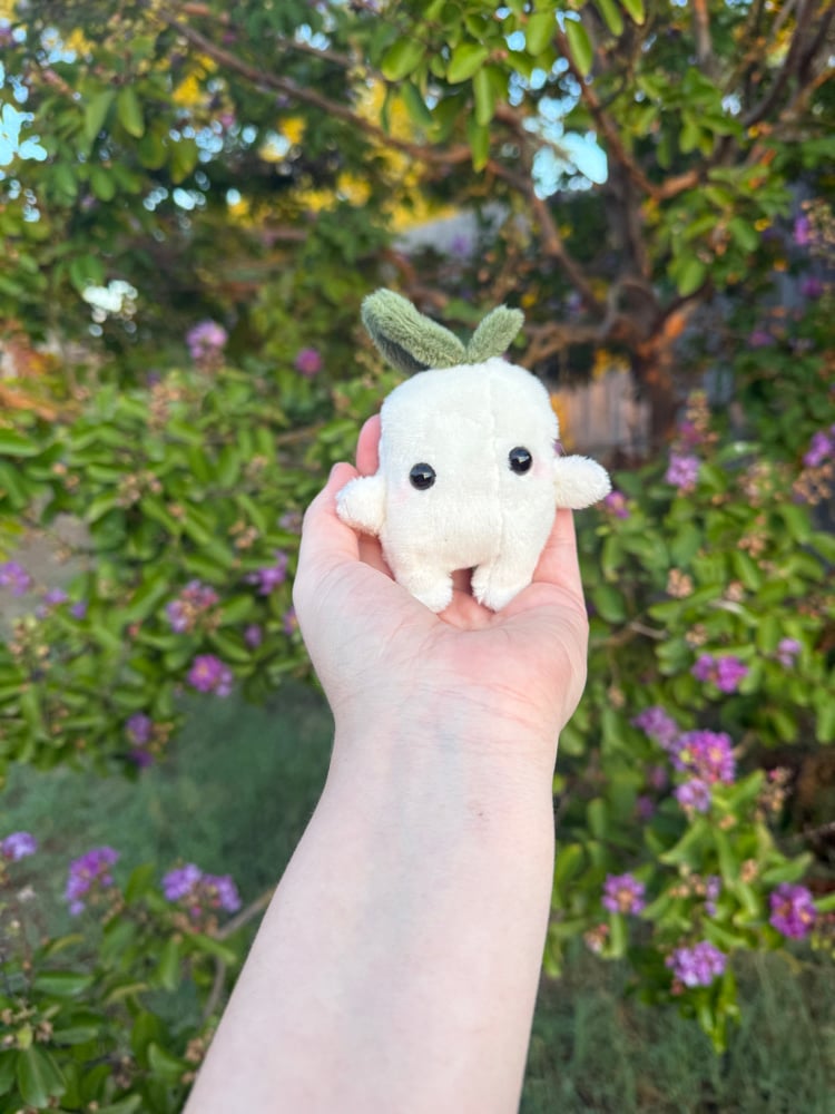 Image of Small white pumpkin