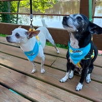 Image 1 of Cooling Bandana