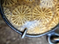 Image 3 of Fossilized Coral, Onyx, and Ghost Collar Necklace