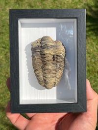 Image 5 of Trilobite Fossil In Display Frame #2060