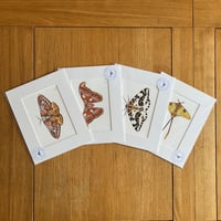 Image 1 of Various 10x8 Colour Moth Giclee Prints