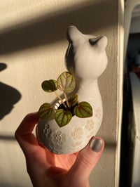 Image 2 of Rippled Pepper Peperomia in White Llama