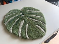 Image 1 of Monstera 