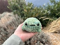 Image 5 of Bufo Toad