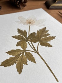 Image 3 of Wood Anemone Original Painting