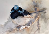 Superb fairy-wren stand off 