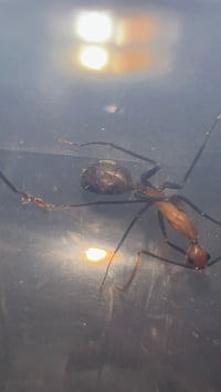 Image 3 of Camponotus angusticollis sanguinolentus