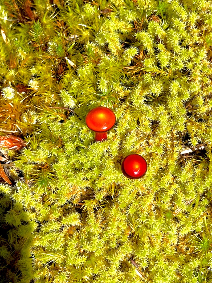 Image of 2 Red Mushroom Plant Spike