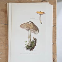 Image 7 of Planches De Champignons -