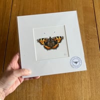 Image 5 of Various 9x9 Butterfly Giclee Prints