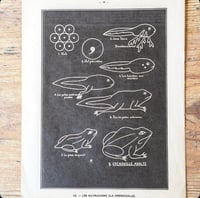 Image 6 of Planche histoire naturelle en noir & blanc