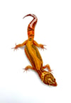 Bold Stripe High Contrast Tangerine (Tremper) B2-06