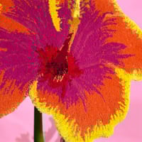 Image 5 of HIBISCUS - Sunset 