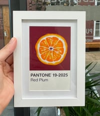 Orange Slice Pantone