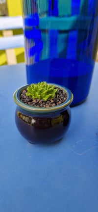 Image 3 of Fused Glass Moss Green Baby Succulent in pot