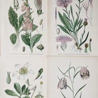 Image 4 of Planche De Botanique Colorée 