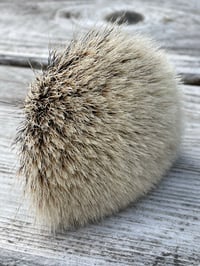 Image 2 of T1 Manchurian Badger (Knot Only)