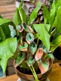 Image 2 of 🧡💚 Queen of Hearts Stems 👑💚