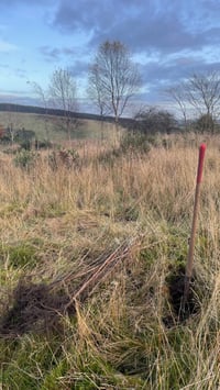 Image 5 of Plant a Tree