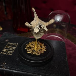 Image of Real Human Vertebrae in Glass Dome
