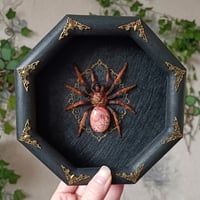 Image 2 of Mexican Fireleg with Red Jasper