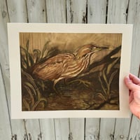 Image 2 of american bittern print