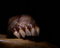 Image 24 of Dental Snull sculpture- dark walnut color, OOAK