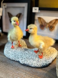Image 3 of Taxidermy Gosling Pair 