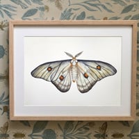Image 4 of Ghostly Moth PRINT