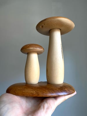 Teak Boletes