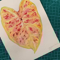 Image 1 of Original Illustration Caladium Bicolor 'Yellow'