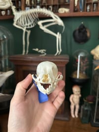 Image 3 of Pathological Dog Skull 2