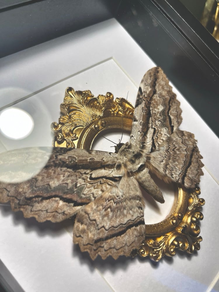 Image of Ornate Thysania Zenobia White Witch Male Moth 