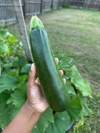 Image 4 of Black Beauty Zucchini Seeds