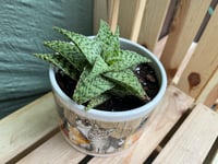 Image 3 of Soap Aloe in Cute Cat Bowl