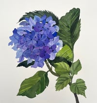 Image 1 of Single blue Hydrangae original unframed gouache and watercolour painting 