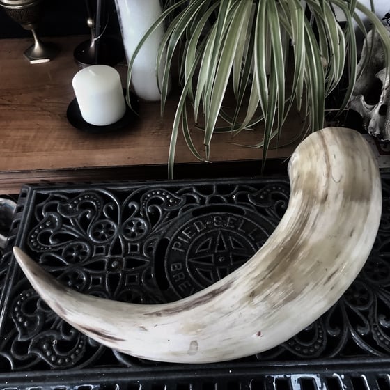 Image of Large Cow Drinking Horn 