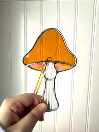 Image 2 of Mushrooms