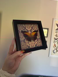 Image 3 of Orion Cecropian Frame