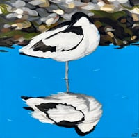 Avocet