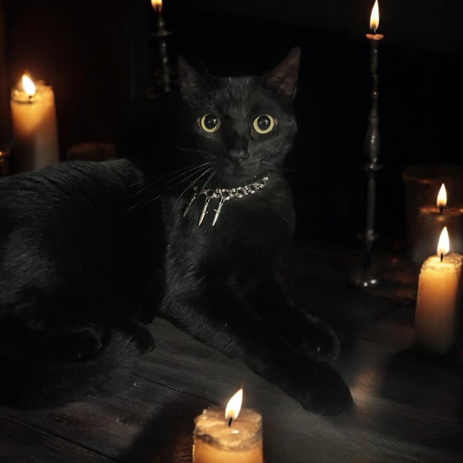 3 of Swords Pet Collar