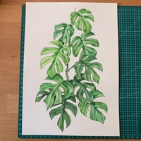 Image 4 of Original Illustration Rhaphidophora Tetrasperma